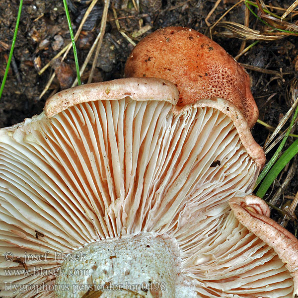 Hygrophorus persicolor bm0498