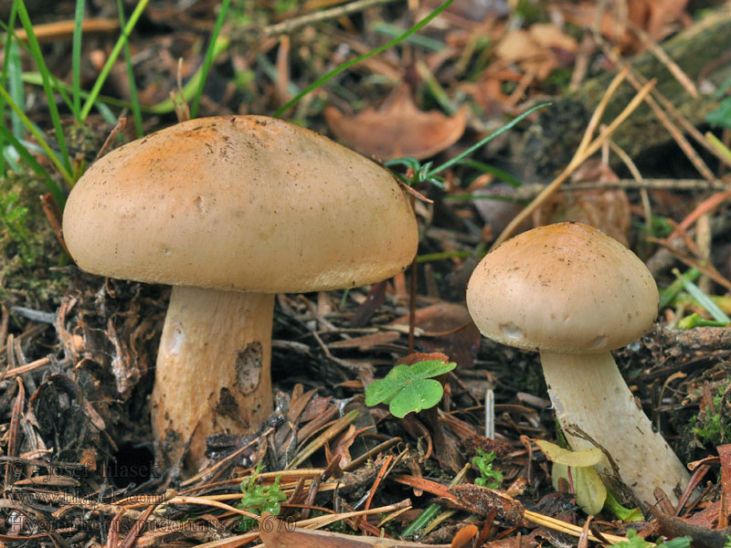 Hygrophorus pudorinus Šťavnatka oranžová Orange-Schneckling