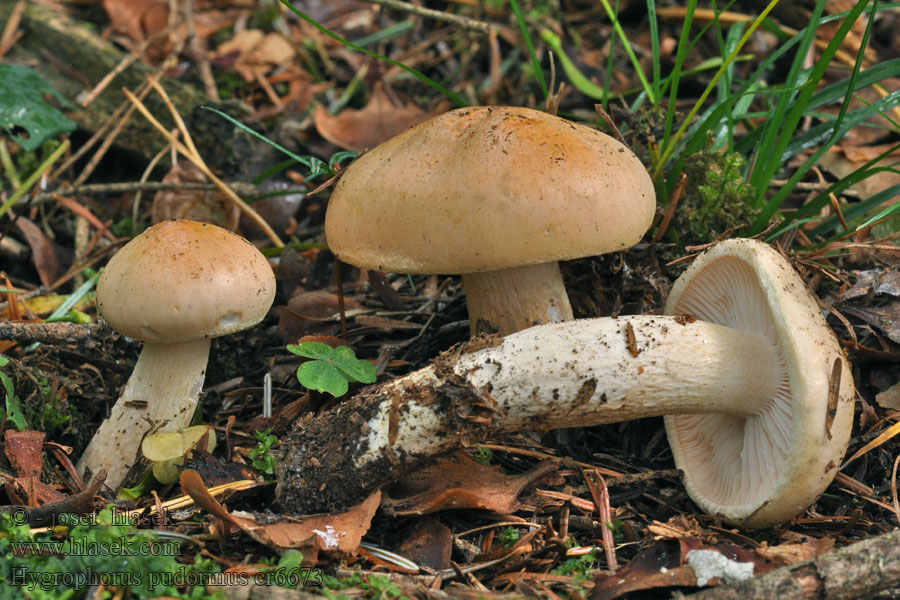 Hygrophorus pudorinus Wodnicha pomarańczowa Šťavnačka oranžová