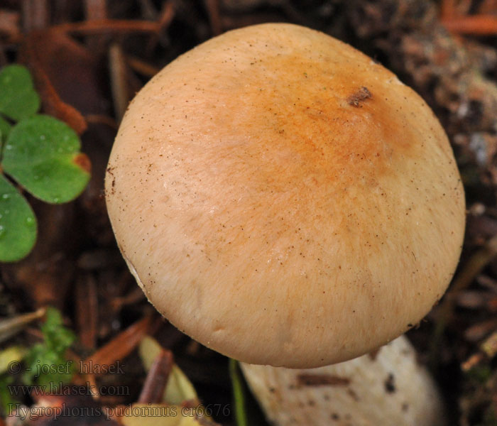 Hygrophorus pudorinus Blushing waxycap Rózsás csigagomba