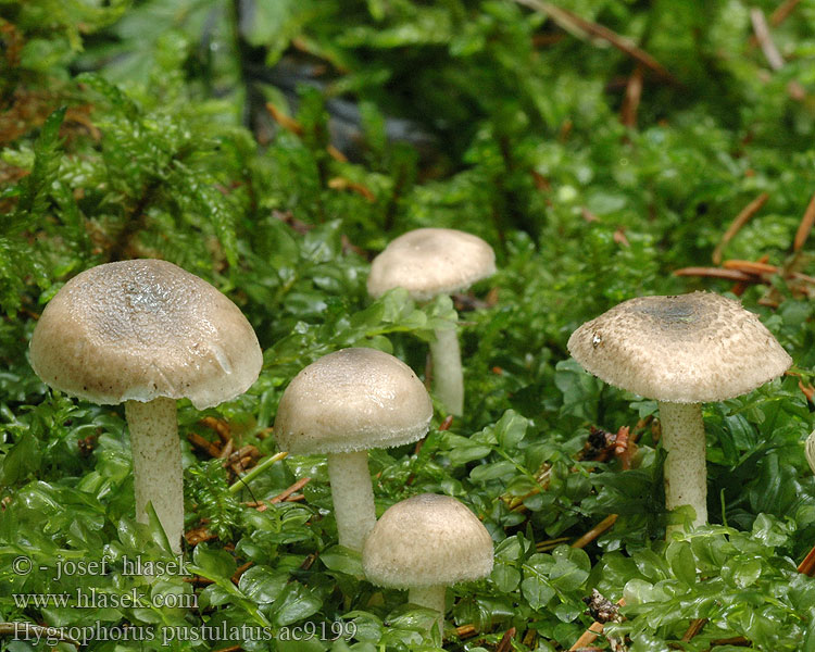 Hygrophorus pustulatus Šťavnatka tečkovaná