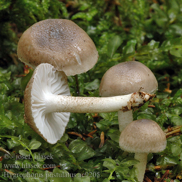 Schwarzpunktierter Schneckling Hygrophore pustuleux