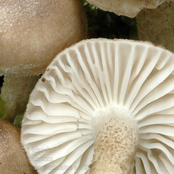 Hygrophorus pustulatus ac9210