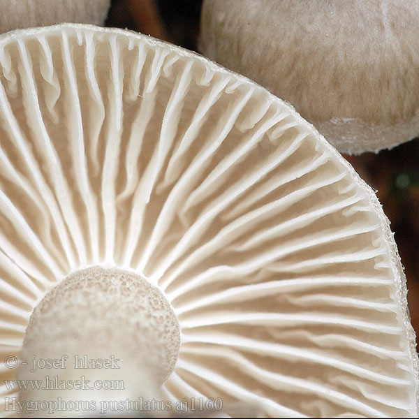 Šťavnačka bodkovaná Hygrophorus pustulatus Šťavnatka tečkovaná