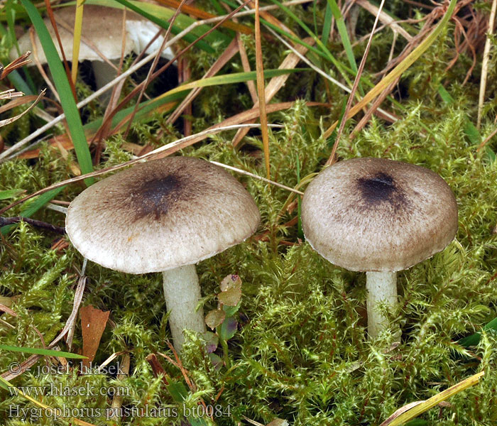 Hygrophorus pustulatus Šťavnatka tečkovaná