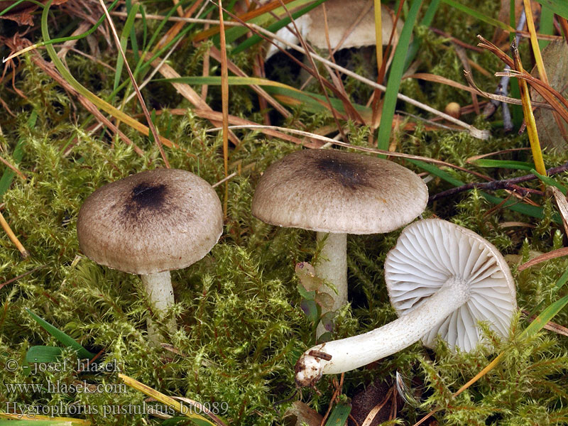 Hygrophorus pustulatus Schwarzpunktierter Schneckling