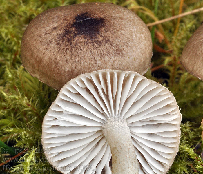 Hygrophorus pustulatus Гигрофор пятнистый