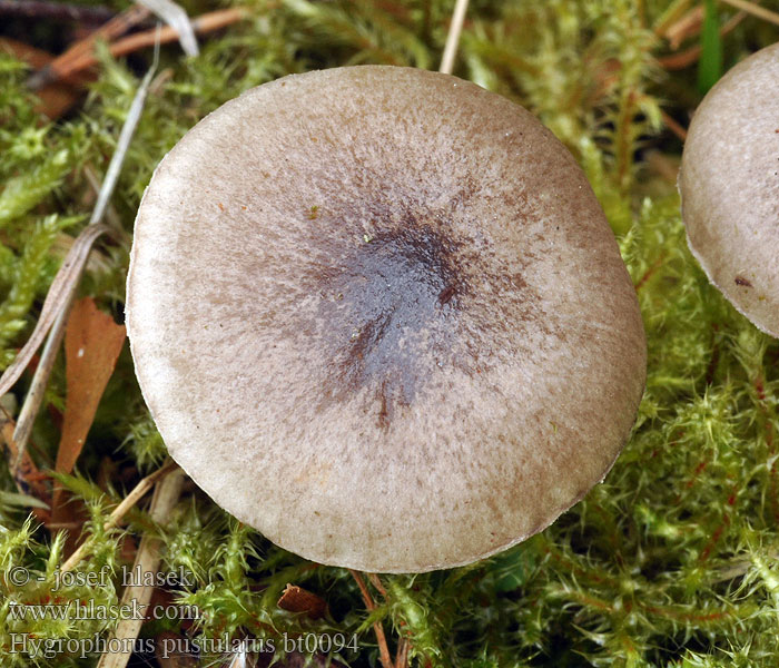 Hygrophorus pustulatus Hygrophore pustuleux