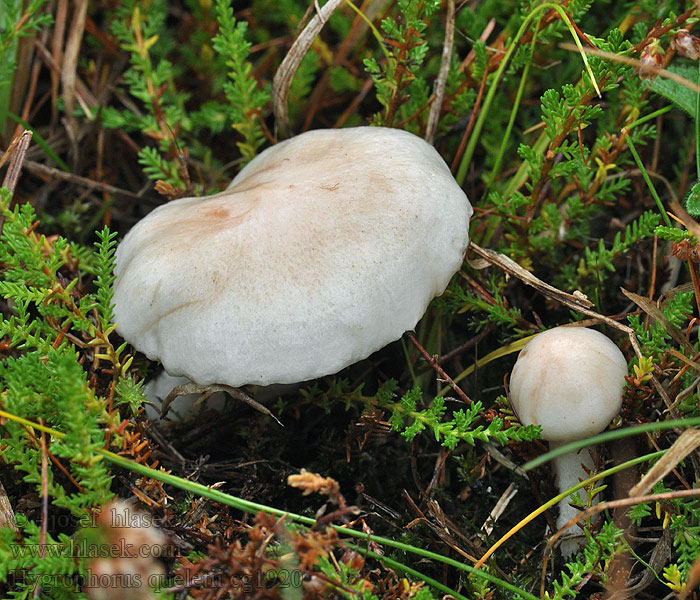 Hygrophorus queletii Šťavnatka Quéletova