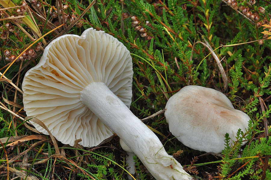 Hygrophorus queletii Schuppiger Rotschuppiger Schneckling Quélets