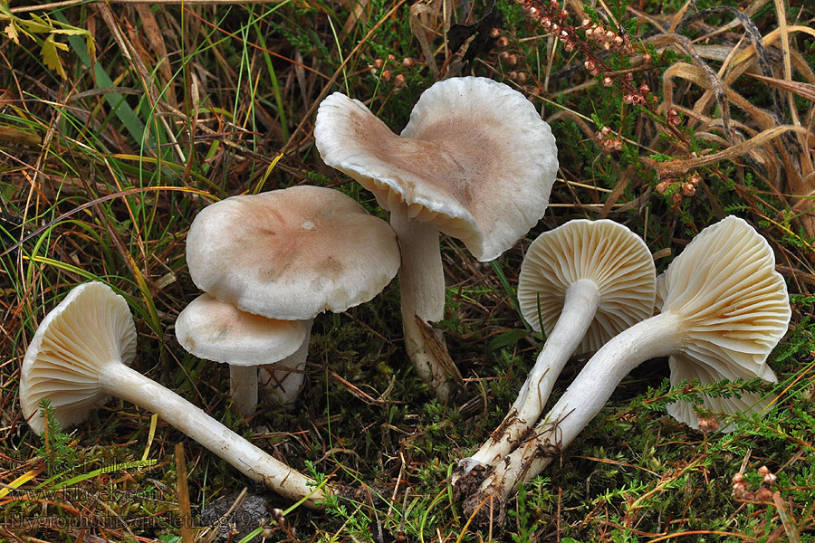 Hygrophorus queletii Wodnicha łuseczkowata Quélets Skørhat