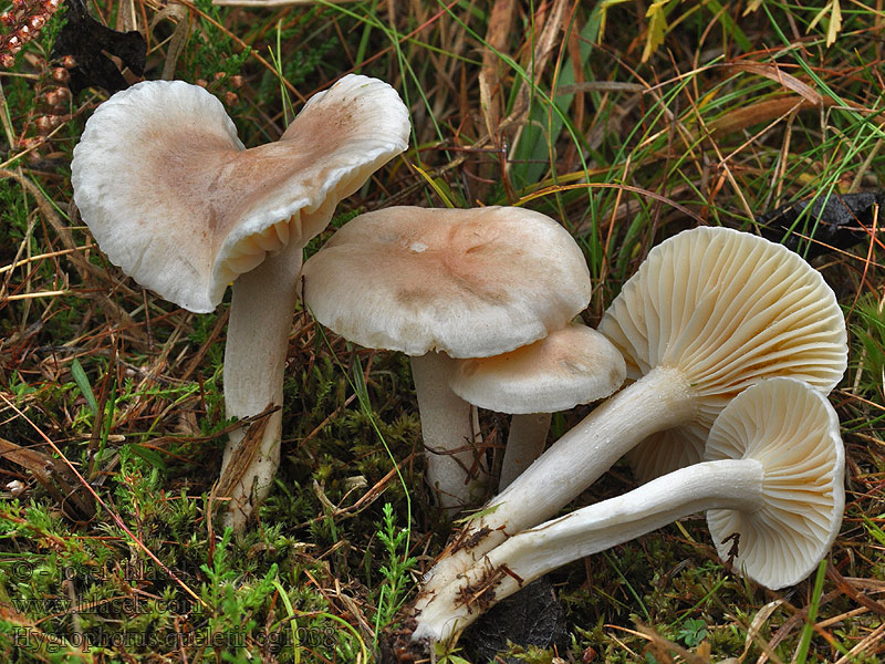 Šťavnatka Quéletova Hygrophorus queletii