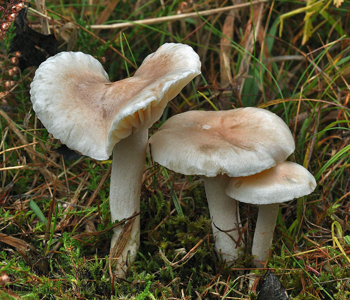 Schuppiger Rotschuppiger Schneckling Quélets Hygrophorus queletii