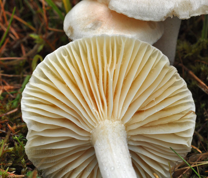 Wodnicha łuseczkowata Hygrophorus queletii