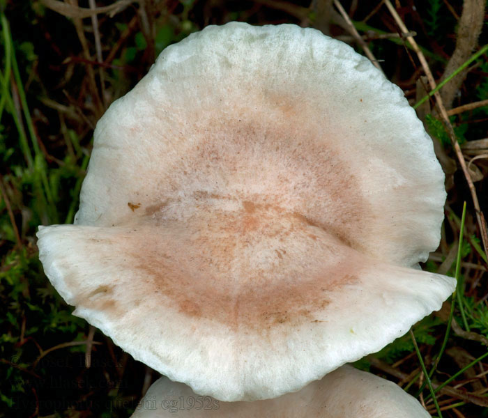 Quélets Skørhat Hygrophorus queletii