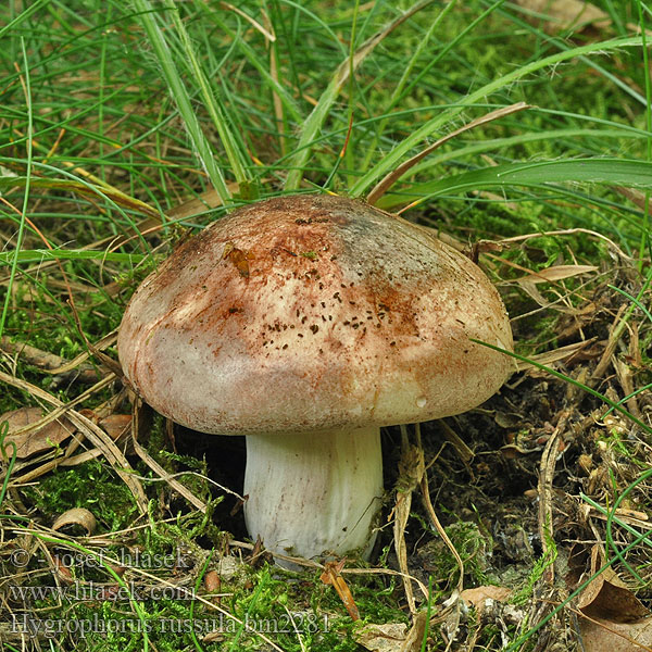 Hygrophorus russula Šťavnatka holubinková Kremlevaxskivling