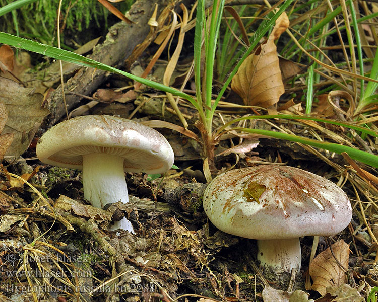 Hygrophorus russula bm2288