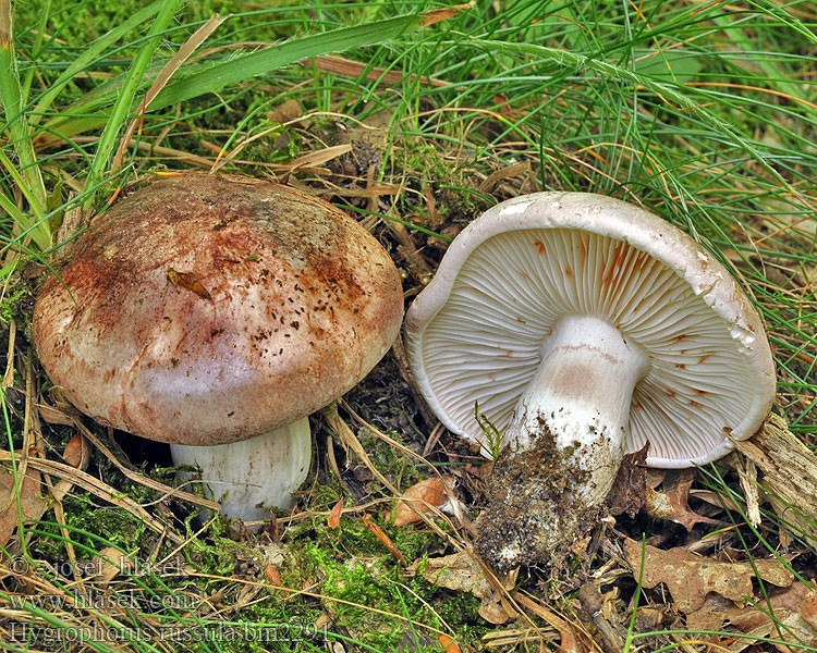 Hygrophorus russula bm2291