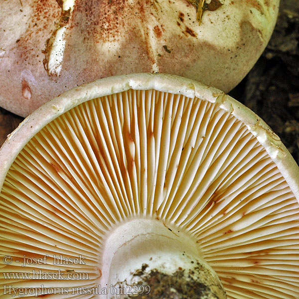 Vörösfoltos csigagomba Roze slijmkop Hygrophore russule