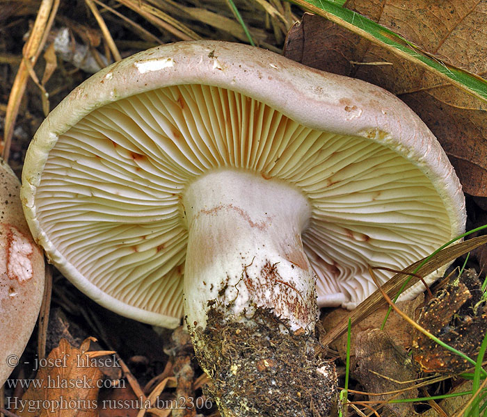 Hygrophorus russula bm2306