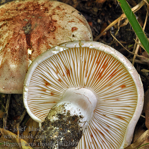 Hygrophorus russula bm2309