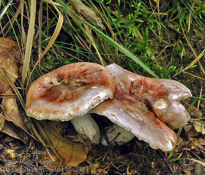 Hygrophorus russula bm2311