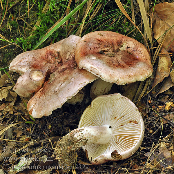 Hygrophorus russula bm2322