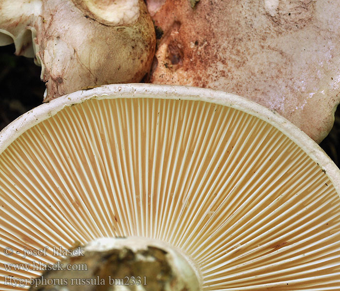 Hygrophorus russula bm2331