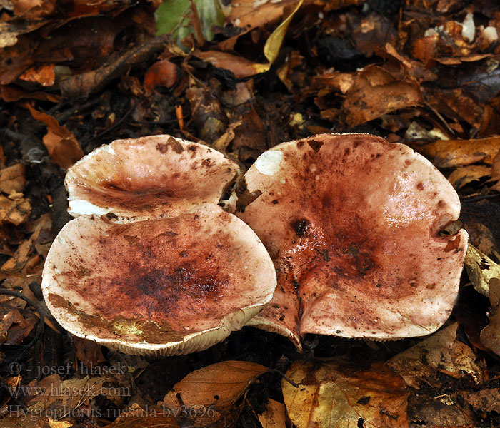 Hygrophorus russula Šťavnatka holubinková