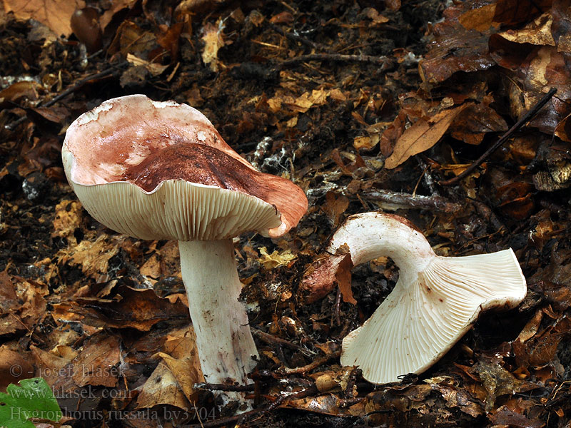 Hygrophorus russula Kremlevaxskivling