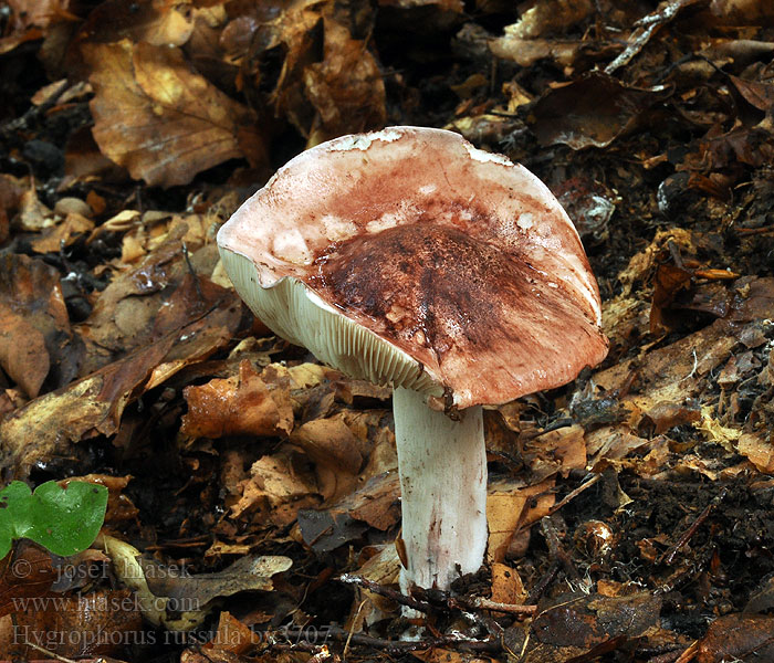 Hygrophorus russula Šťavnačka plávkovitá