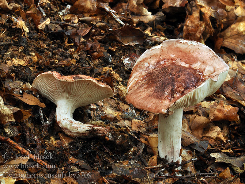 Hygrophorus russula Гигрофор сыроежковый