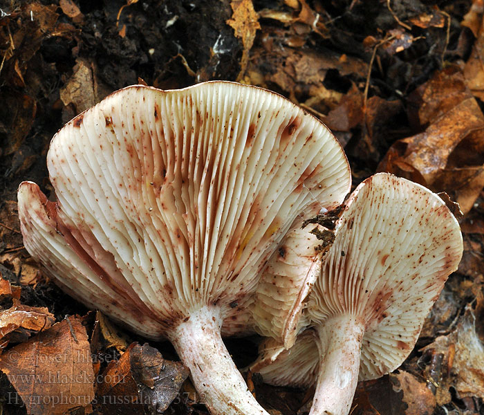 Hygrophorus russula Wodnicha gołąbkowa