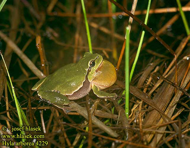 Hyla arborea European Tree Frog Løvfrø Euroopanlehtisammakko Rainette verte Boomkikker Raganella comune Zöld levelibéka Europäischer Laubfrosch Rzekotka drzewna Rosnička zelená Rosnička zelená Ranita San Antón Lövgroda Ağaç kurbağası Raunetta bostga ضفدع الشجر الأوربي Adi ağacqurbağası Квакша звычайная Glazig loen Дървесница Reineta arbòria Løvfrø Zuhaitz igel arrunt Rainette verte Estroza Obična gatalinka אילנית מצויה Paprastoji medvarlė Hasselpogg Rã-arborícola-europeia Обыкновенная квакша Zelena rega Шумска гаталинка Звичайна райка 歐洲樹蛙