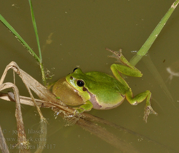 Hyla arborea European Tree Frog Løvfrø Euroopanlehtisammakko Rainette verte Boomkikker Raganella comune Zöld levelibéka Europäischer Laubfrosch Rzekotka drzewna Rosnička zelená Rosnička zelená Ranita San Antón Lövgroda Ağaç kurbağası Raunetta bostga ضفدع الشجر الأوربي Adi ağacqurbağası Квакша звычайная Glazig loen Дървесница Reineta arbòria Løvfrø Zuhaitz igel arrunt Rainette verte Estroza Obična gatalinka אילנית מצויה Paprastoji medvarlė Hasselpogg Rã-arborícola-europeia Обыкновенная квакша Zelena rega Шумска гаталинка Звичайна райка 歐洲樹蛙