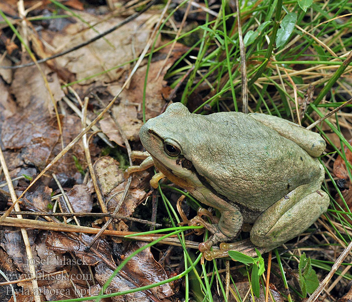 Hyla arborea European Tree Frog Løvfrø