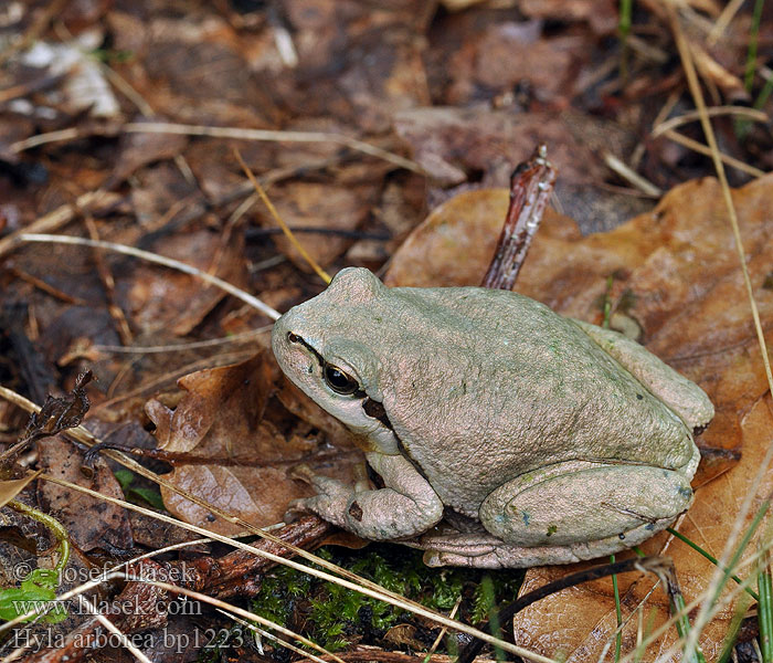 Hyla arborea Euroopanlehtisammakko Rainette verte