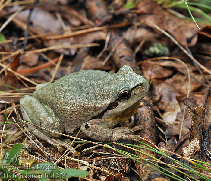 Hyla arborea Boomkikker Raganella comune