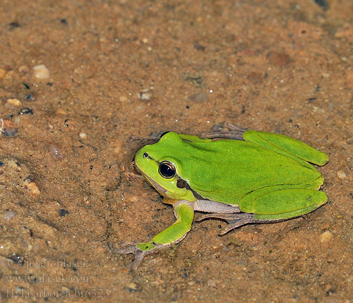 Hyla arborea Zöld levelibéka Europäischer Laubfrosch