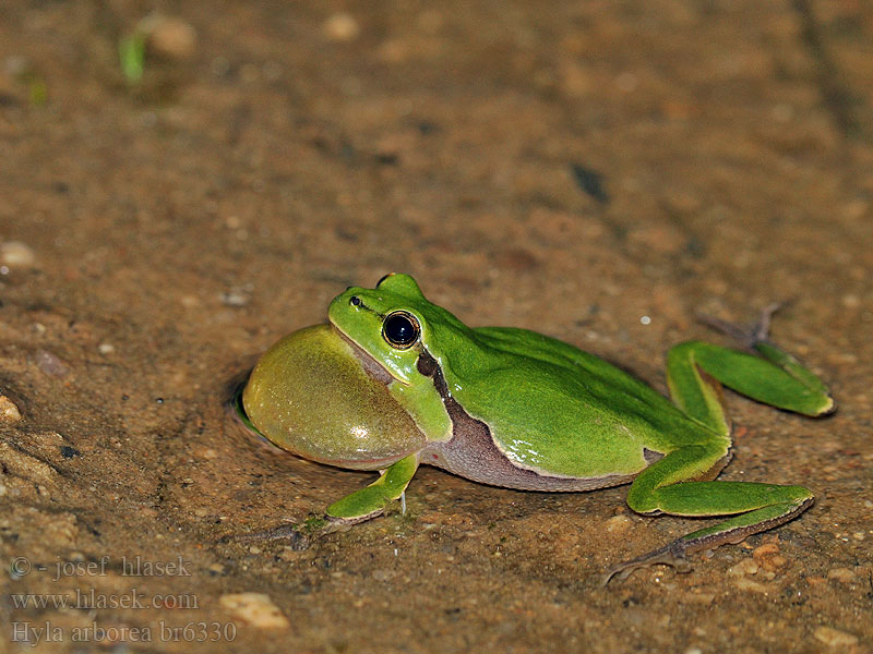 Hyla arborea Rzekotka drzewna