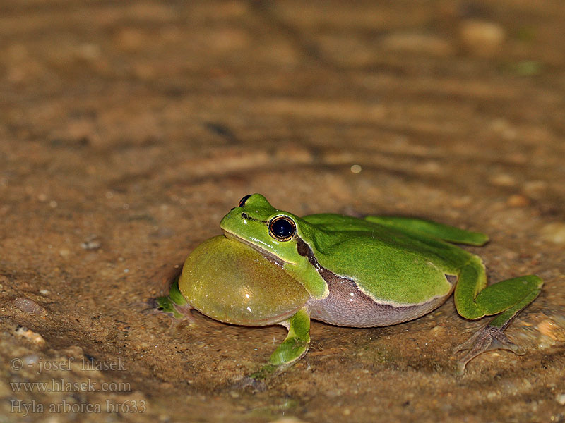 Hyla arborea Rosnička zelená