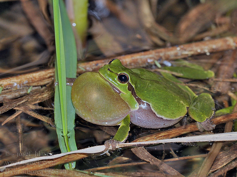 Hyla arborea Ranita San Antón Lövgroda