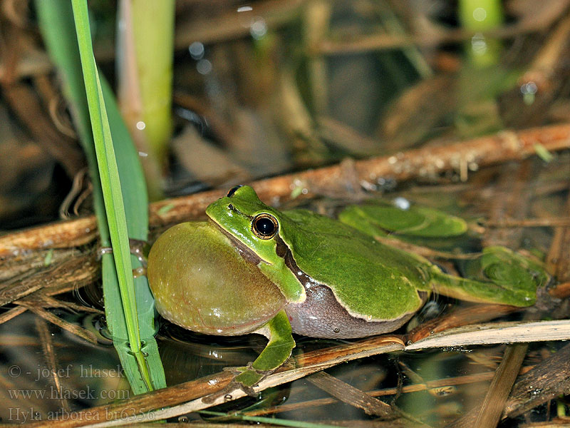 Hyla arborea Ağaç kurbağası Raunetta bostga