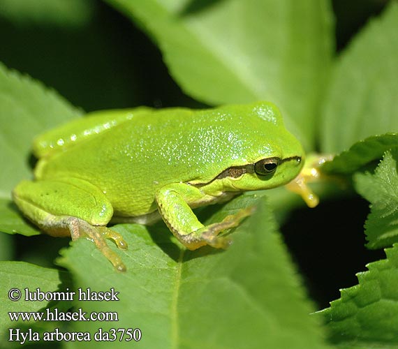 Шумска гаталинка Звичайна райка 歐洲樹蛙 Hyla arborea European Tree Frog Løvfrø Euroopanlehtisammakko Rainette verte Boomkikker Raganella comune Zöld levelibéka Europäischer Laubfrosch Rzekotka drzewna Rosnička zelená Rosnička zelená Ranita San Antón Lövgroda Ağaç kurbağası Raunetta bostga ضفدع الشجر الأوربي Adi ağacqurbağası Квакша звычайная Glazig loen Дървесница Reineta arbòria Løvfrø Zuhaitz igel arrunt Estroza Obična gatalinka אילנית מצויה Paprastoji medvarlė Hasselpogg Rã-arborícola-europeia Обыкновенная квакша Zelena rega