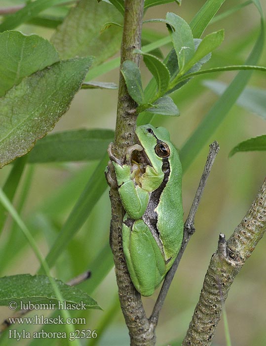 Hyla arborea ضفدع الشجر الأوربي