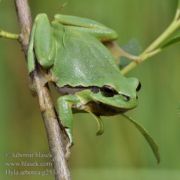 Hyla arborea Adi ağacqurbağası Квакша звычайная