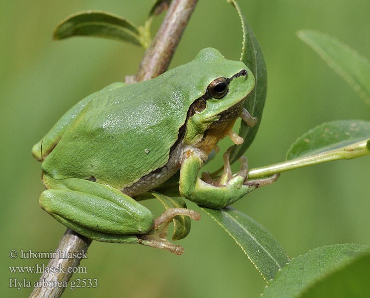 Hyla arborea Glazig loen Дървесница