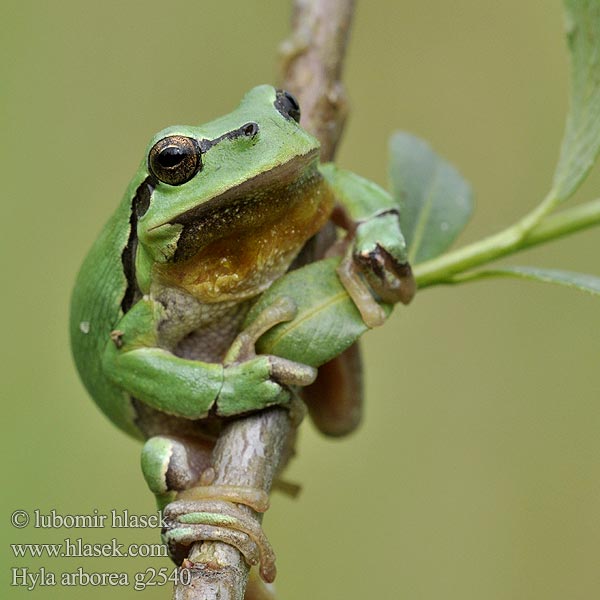 Hyla arborea Reineta arbòria Løvfrø