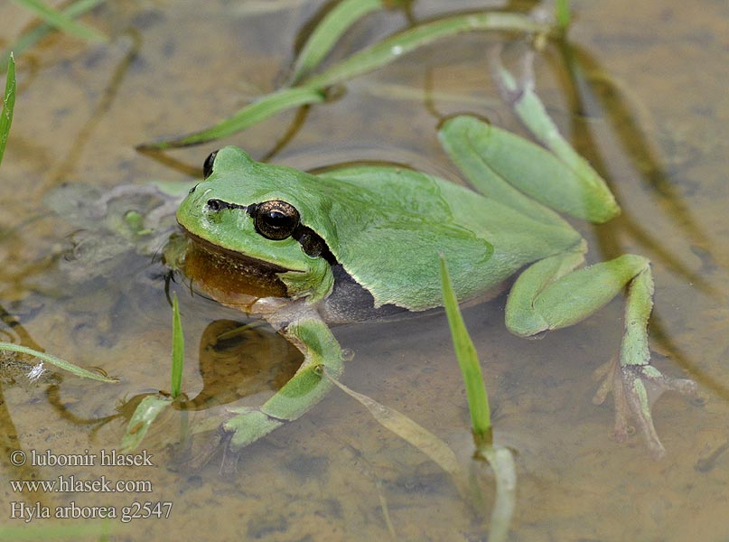 Hyla arborea Zuhaitz igel arrunt Estroza