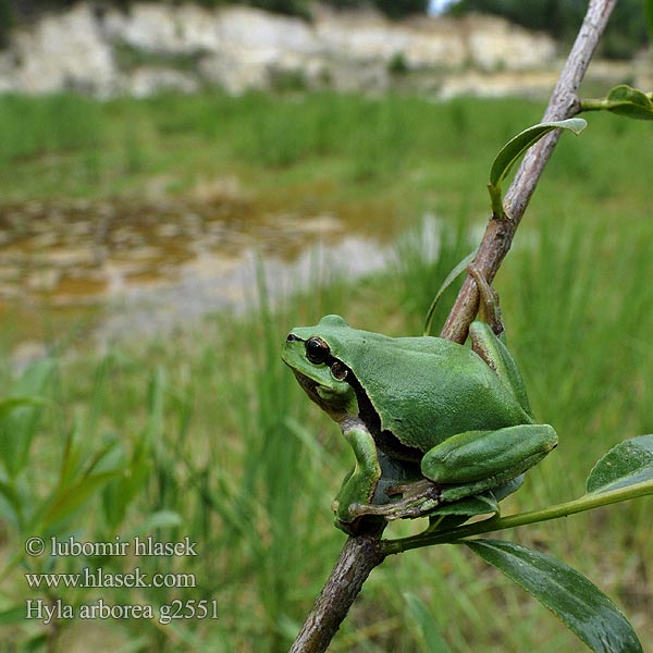 Hyla arborea Obična gatalinka אילנית מצויה